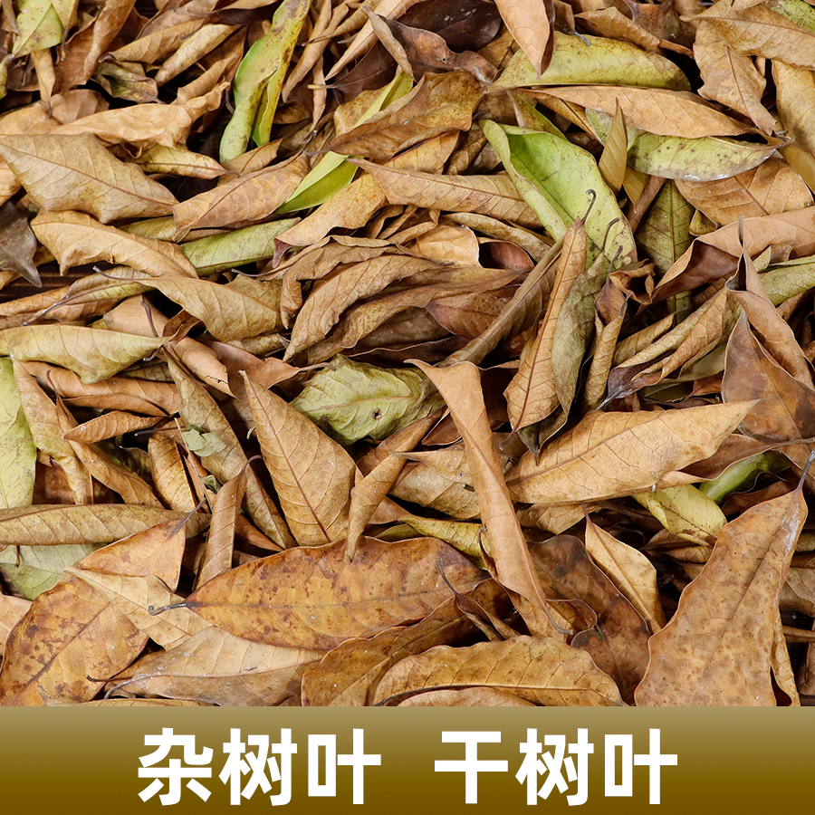 橱窗落叶手工布景树叶标本落叶干花树叶广告拍摄婚礼装饰天然叶子