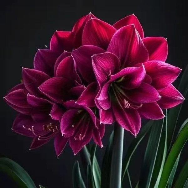 进口荷兰重瓣朱顶红种球大花浓香好养活室内盆栽四季开花植物大球