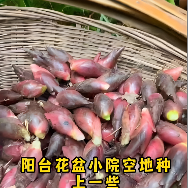 食用洋荷芽洋荷姜竹笋种子四季庭院室外种植竹笋种子