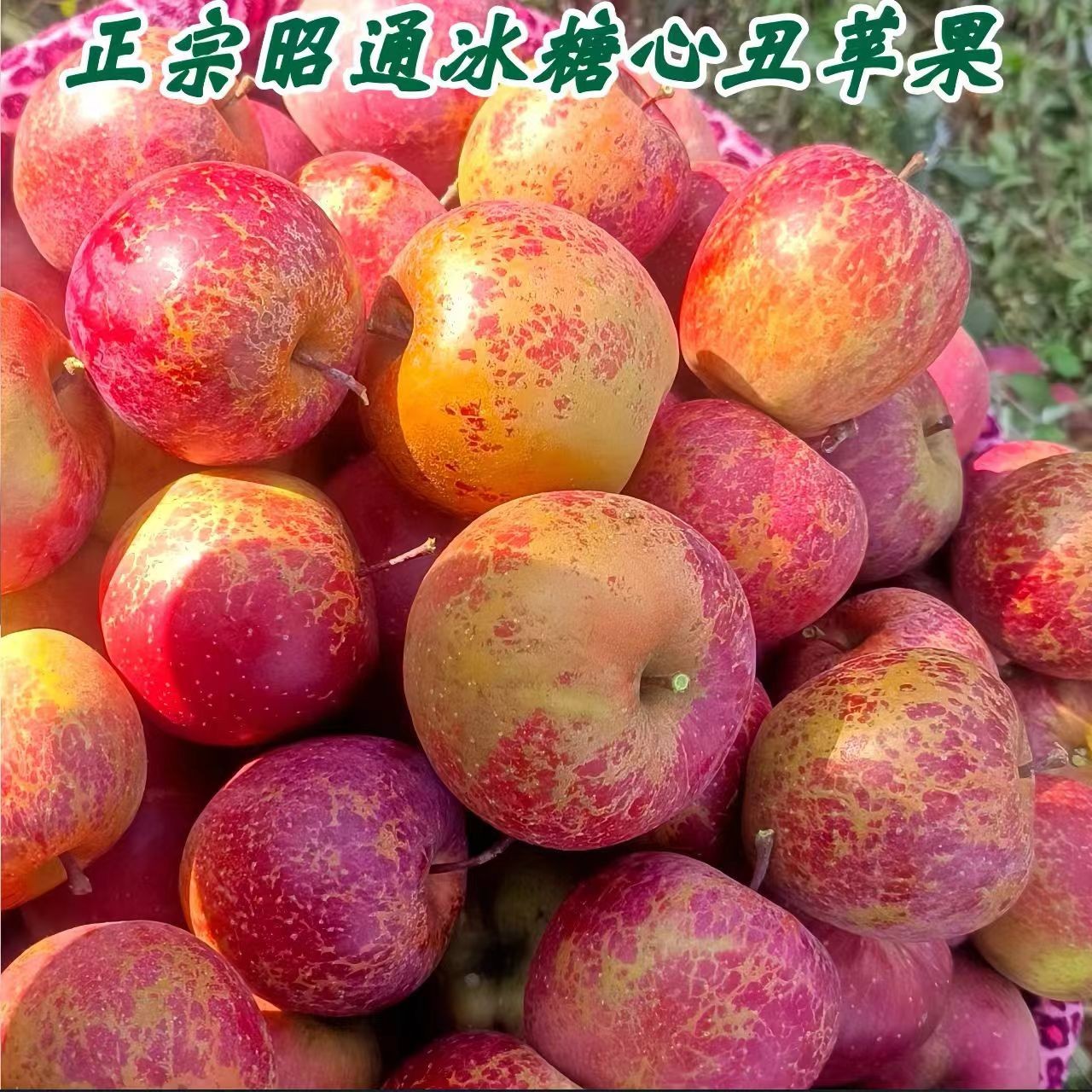 正宗云南昭通冰糖心丑苹果冰糖苹果大凉山苹果水果产地直发