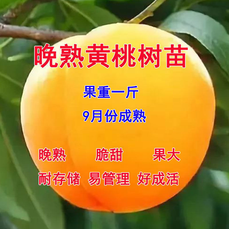 新品特大正宗黄桃树苗脆甜果大晚熟地栽盆栽南北方种植嫁接桃树苗