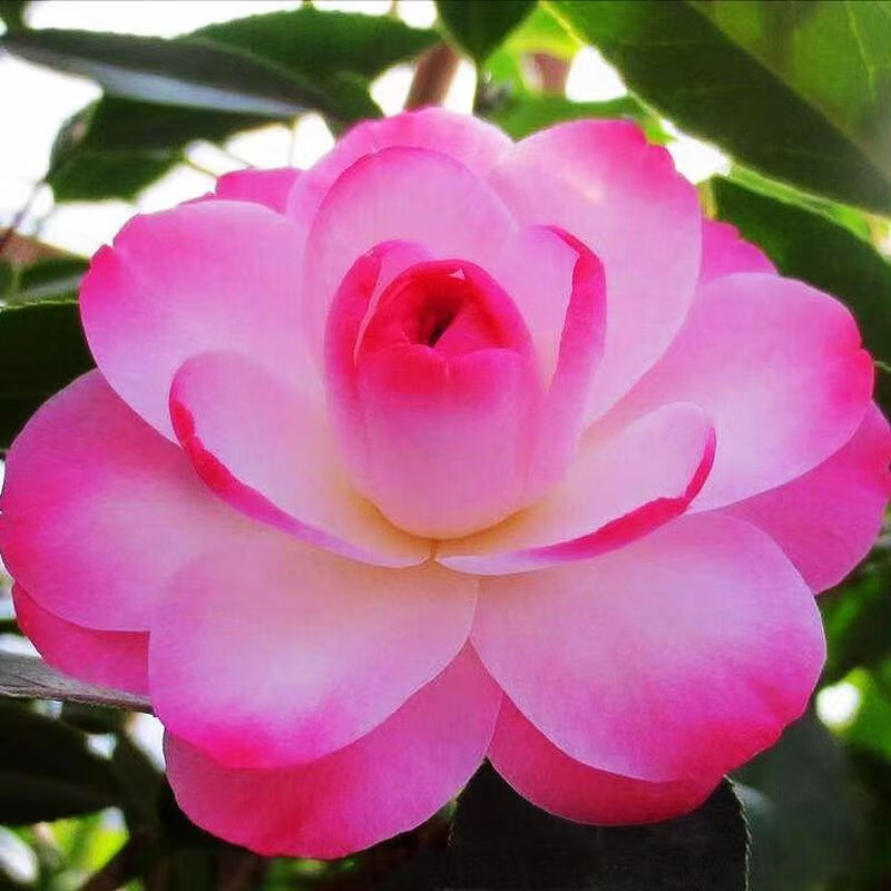 迷茫春天茶花树苗盆栽茶花带花苞茶花山茶花苗重瓣耐寒室内外植物