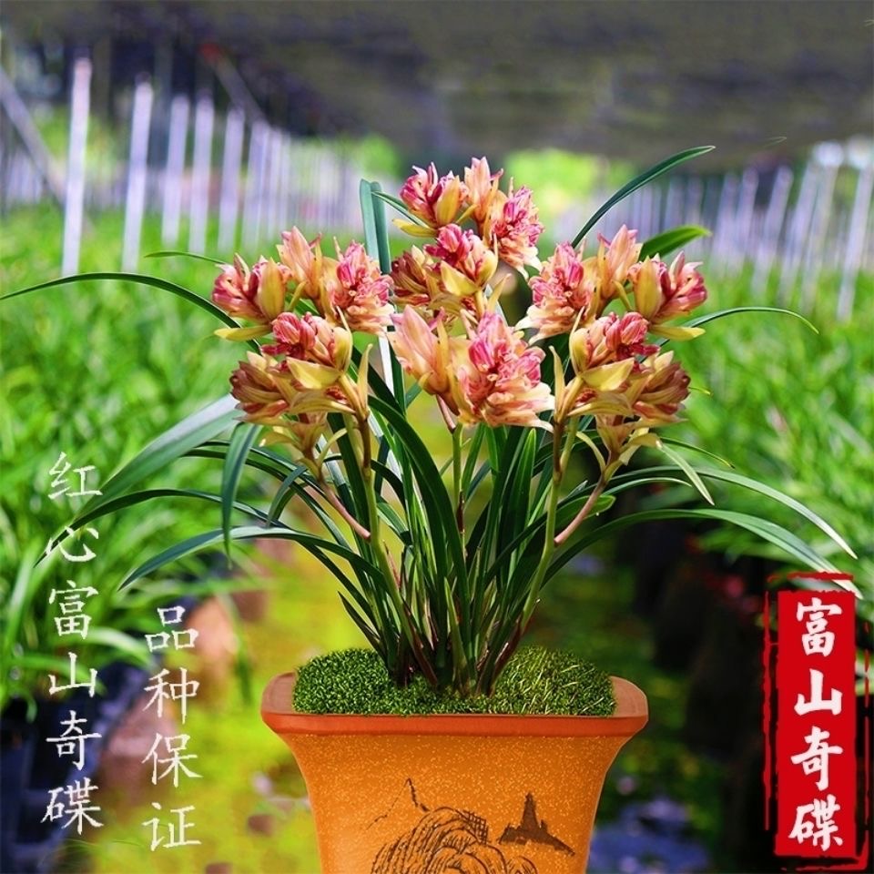 四季兰 富山奇蝶 兰花苗 名贵花卉室内美观 盆栽植物办公室绿植