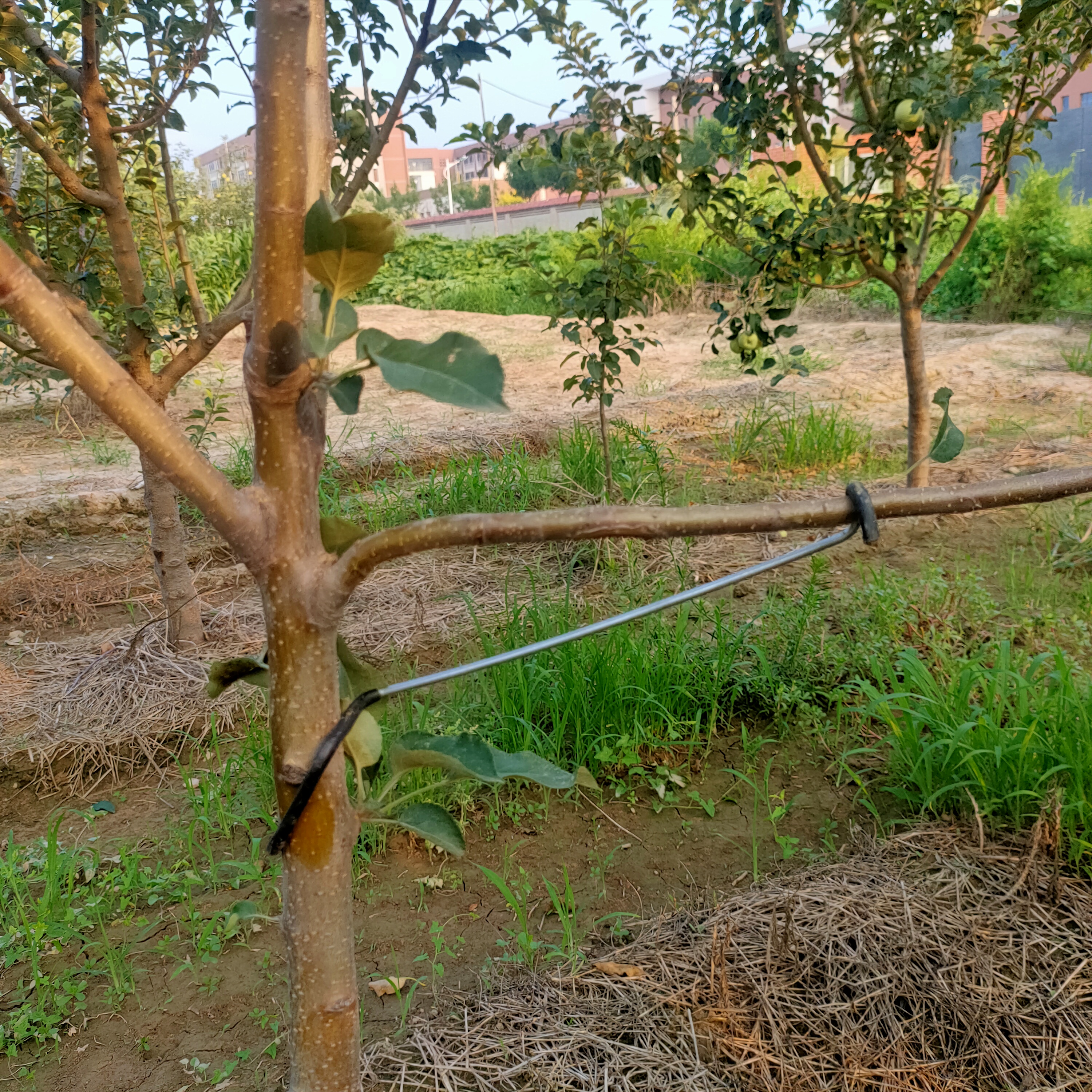 永德助改进型36厘米拉枝器苹果樱桃西梅柑橘李子果树拉枝开角定型