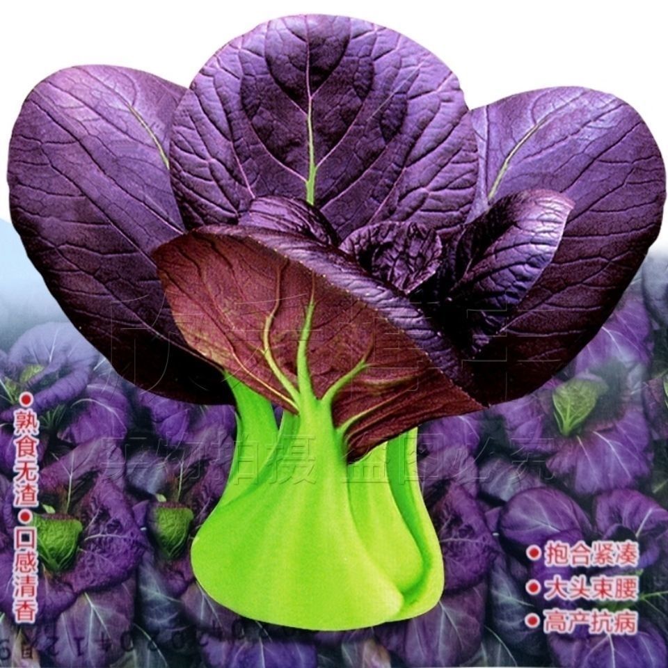 紫妃上海青种子小青菜种子小白菜种子速生小青菜四季种植蔬菜种子
