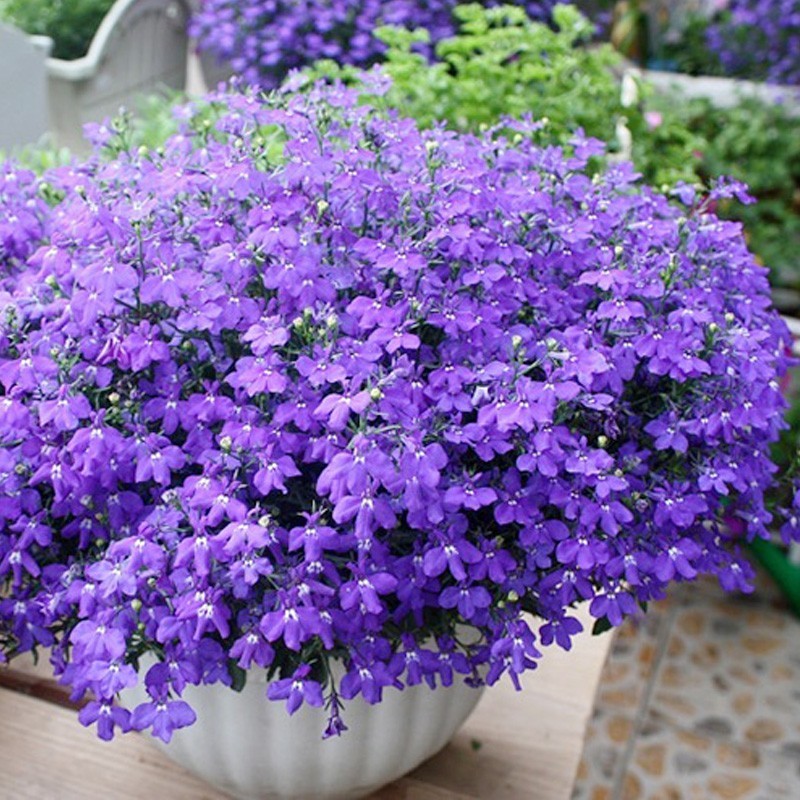 六倍利花种子盆栽垂吊半边莲翠蝶花阳台盆栽花卉四季开花植物花籽