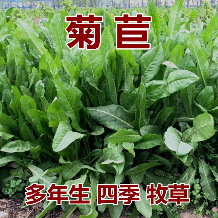 大叶菊苣种子耐旱耐寒秋播多年生营养均衡四季生长易收割优良牧草