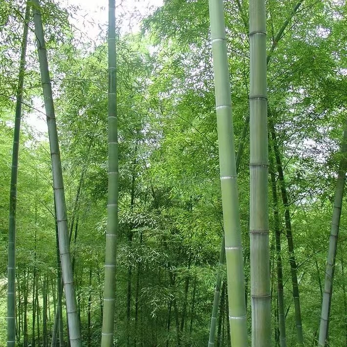 毛竹大毛竹苗青竹四季长青可以食用毛竹笋庭院工程绿化地栽毛竹苗