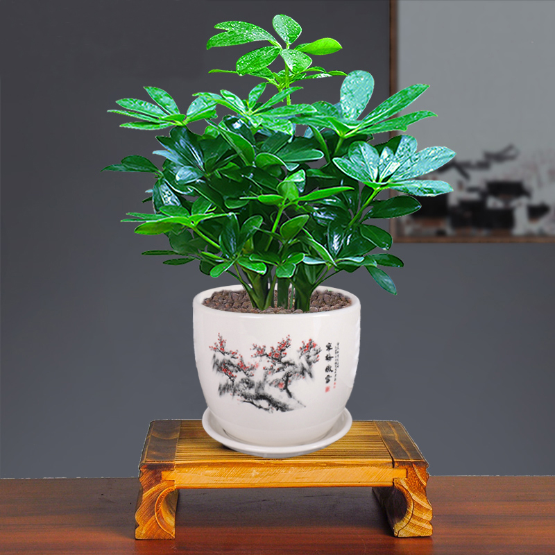 鸭脚木盆栽植物懒人花卉常青八方来财七叶莲发财树绿植盆景苗清新