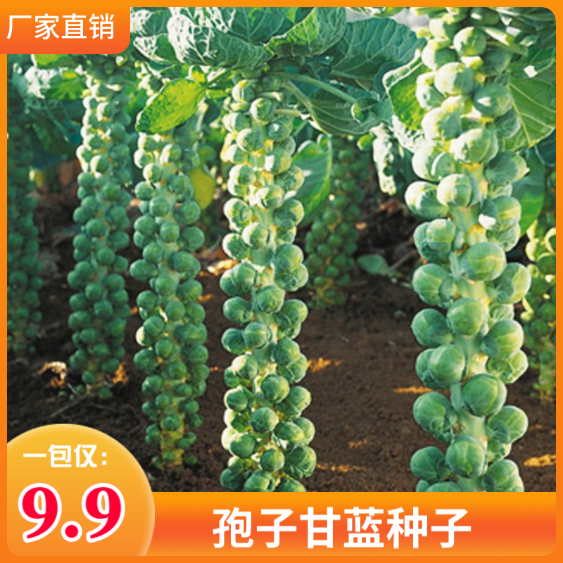 乐众青山孢子甘蓝种子抱子甘蓝夏季蔬菜四季简单盆栽蔬菜籽苗子