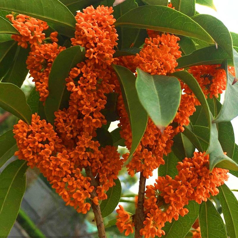 帅轩桂花树苗盆栽庭院矮株金桂八月四季地栽浓香型花卉绿植物大桂