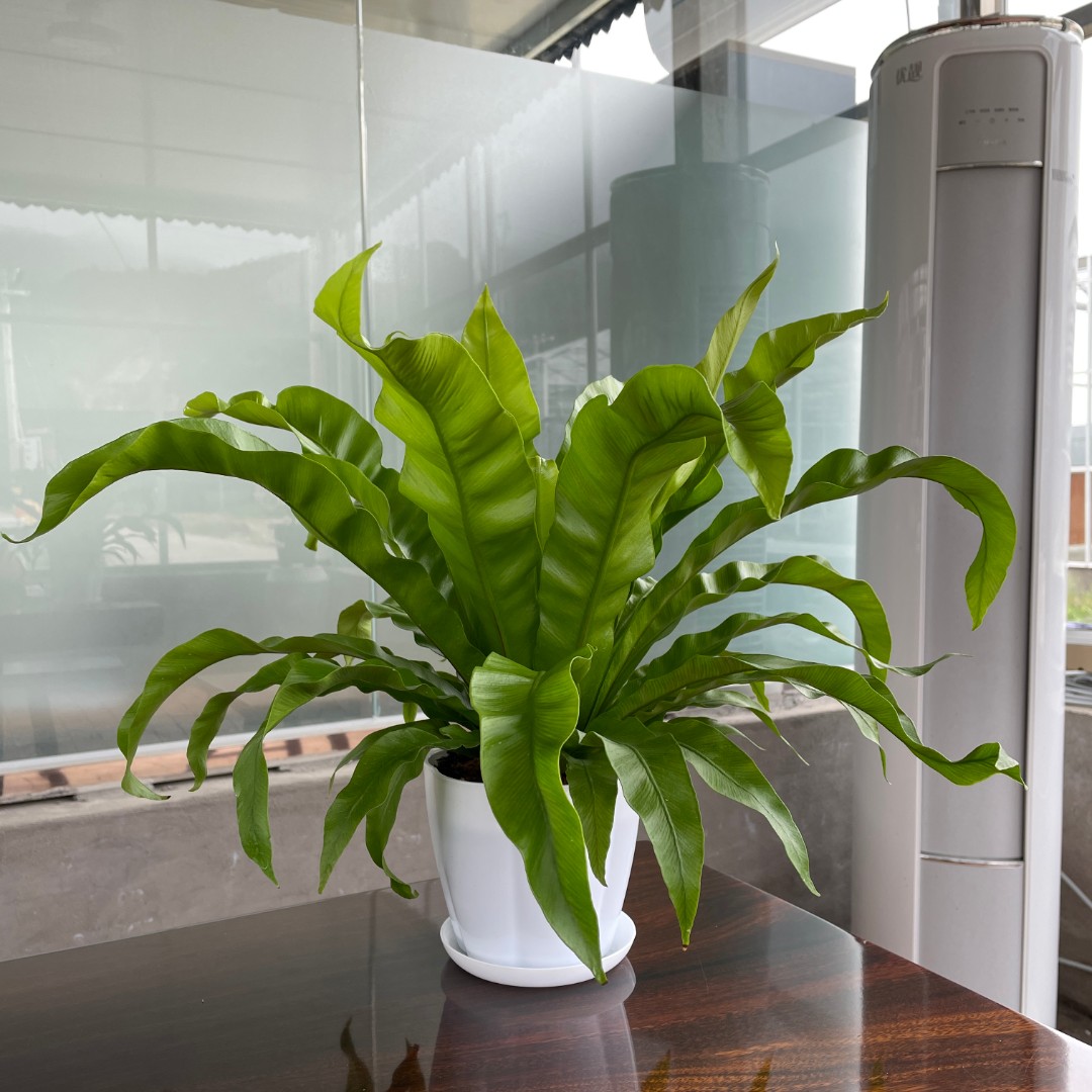 木有枝鸟巢蕨观叶室内办公桌植物好养的盆栽绿植耐阴耐旱蕨类植物
