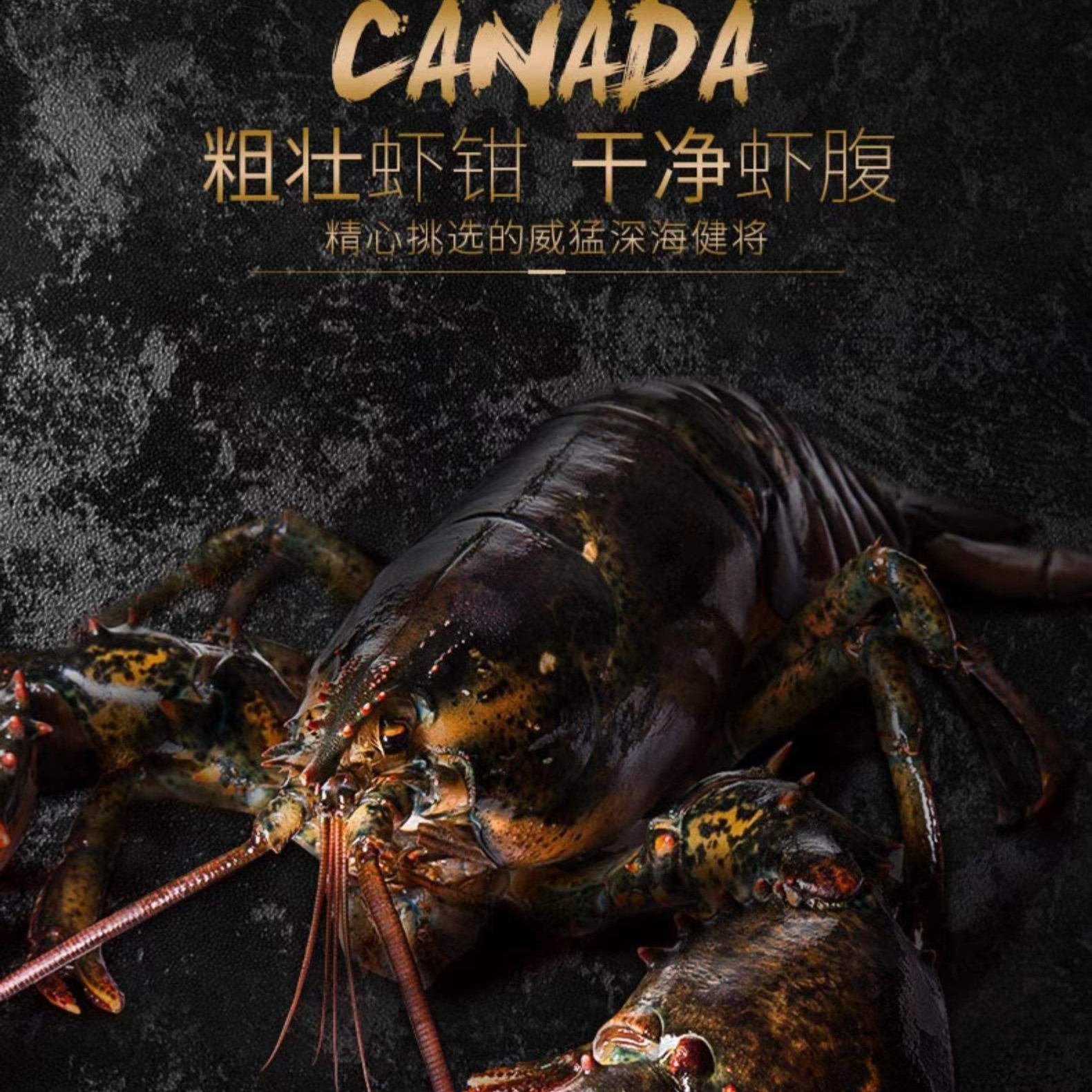 鲜活饱满波士顿龙虾满2百包邮合肥市区当日达其余次日达