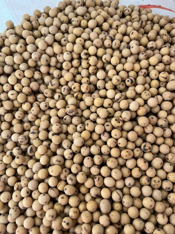 赛鸽炒黄豆鸽子炒黄豆大粒炒黄豆小粒炒黄豆