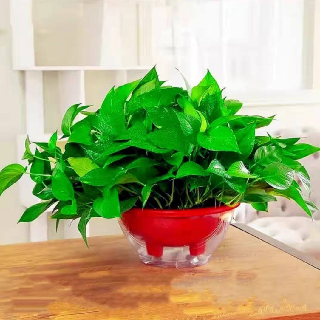 360大盆长藤绿萝盆栽绿植室内吸甲醛净化空气客厅垂吊植物