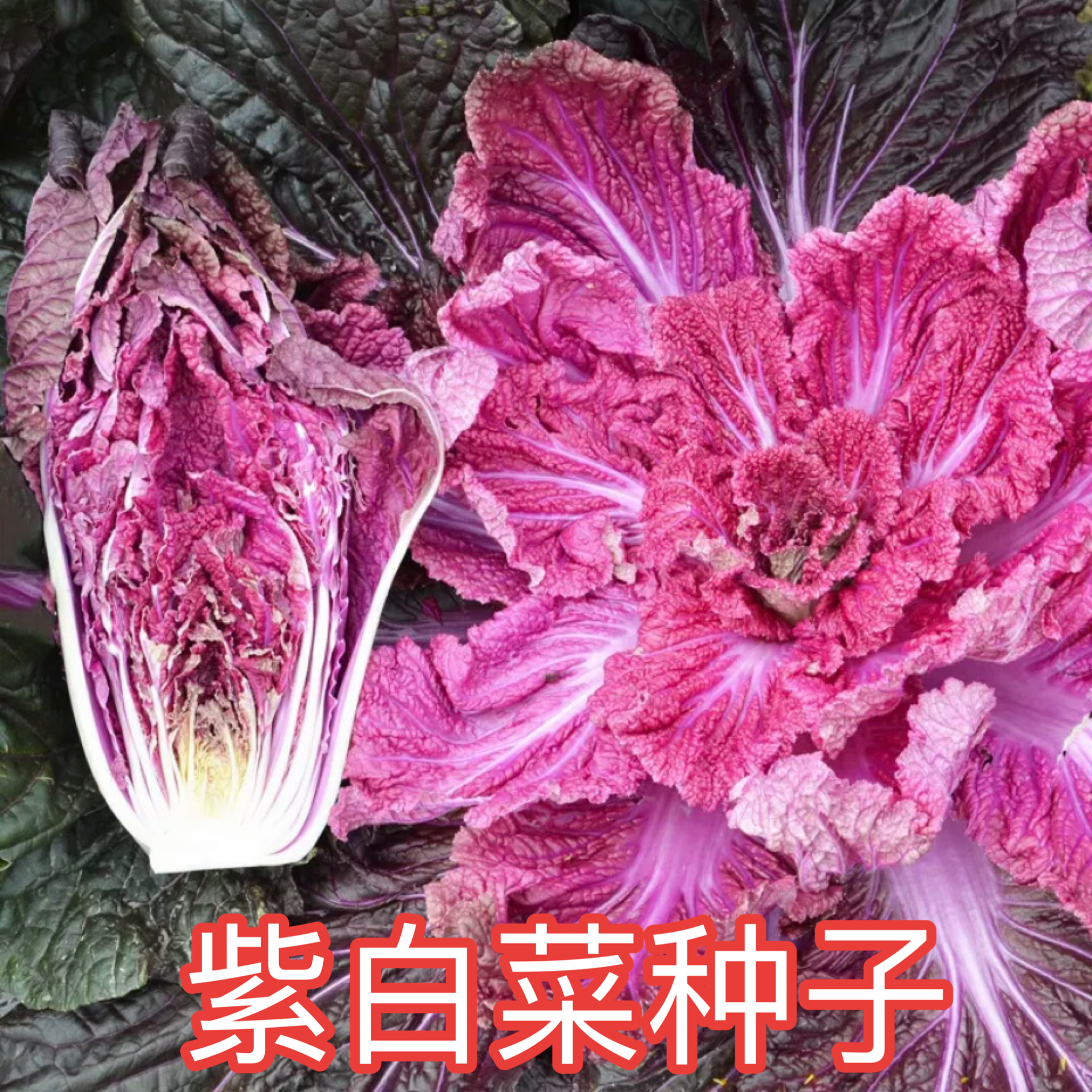 【紫白菜种子】稀有紫色白菜秋季种植