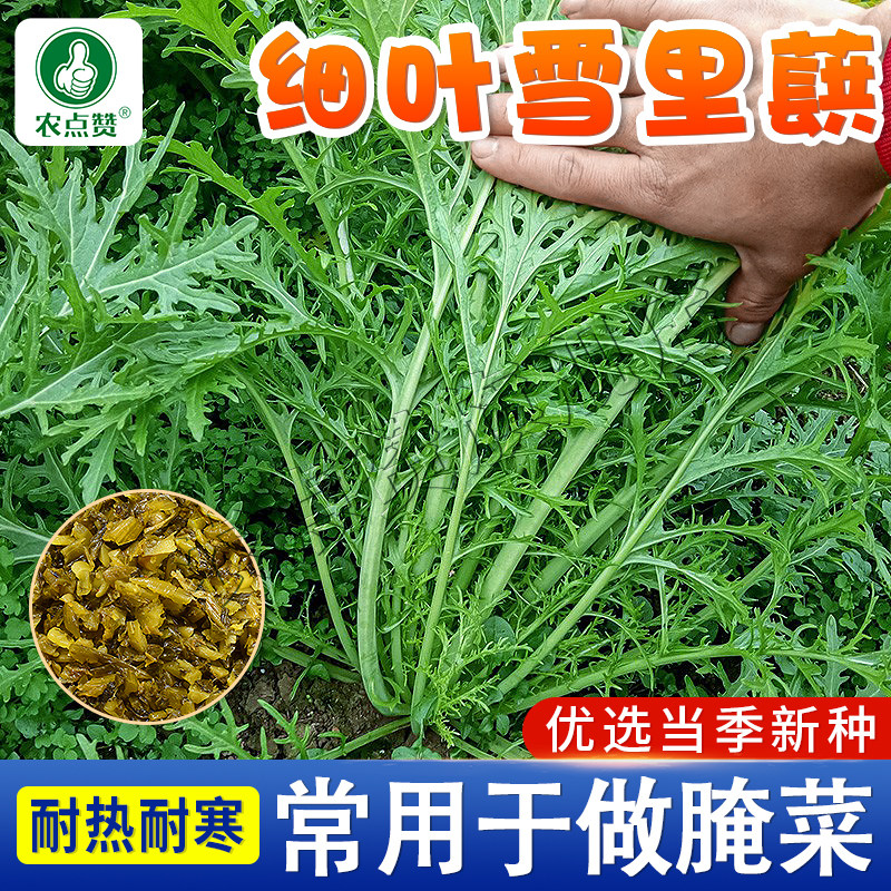雪里蕻种籽 细叶雪里蕻可做咸菜种子雪菜介菜秋冬季青菜播种简单