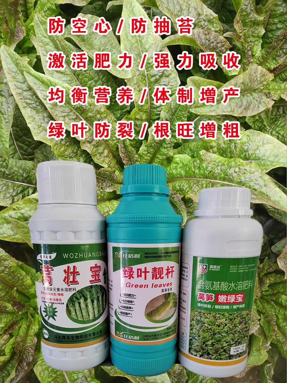 精品莴壮宝500ml+绿叶靓杆500g+莴笋嫩绿宝500g
