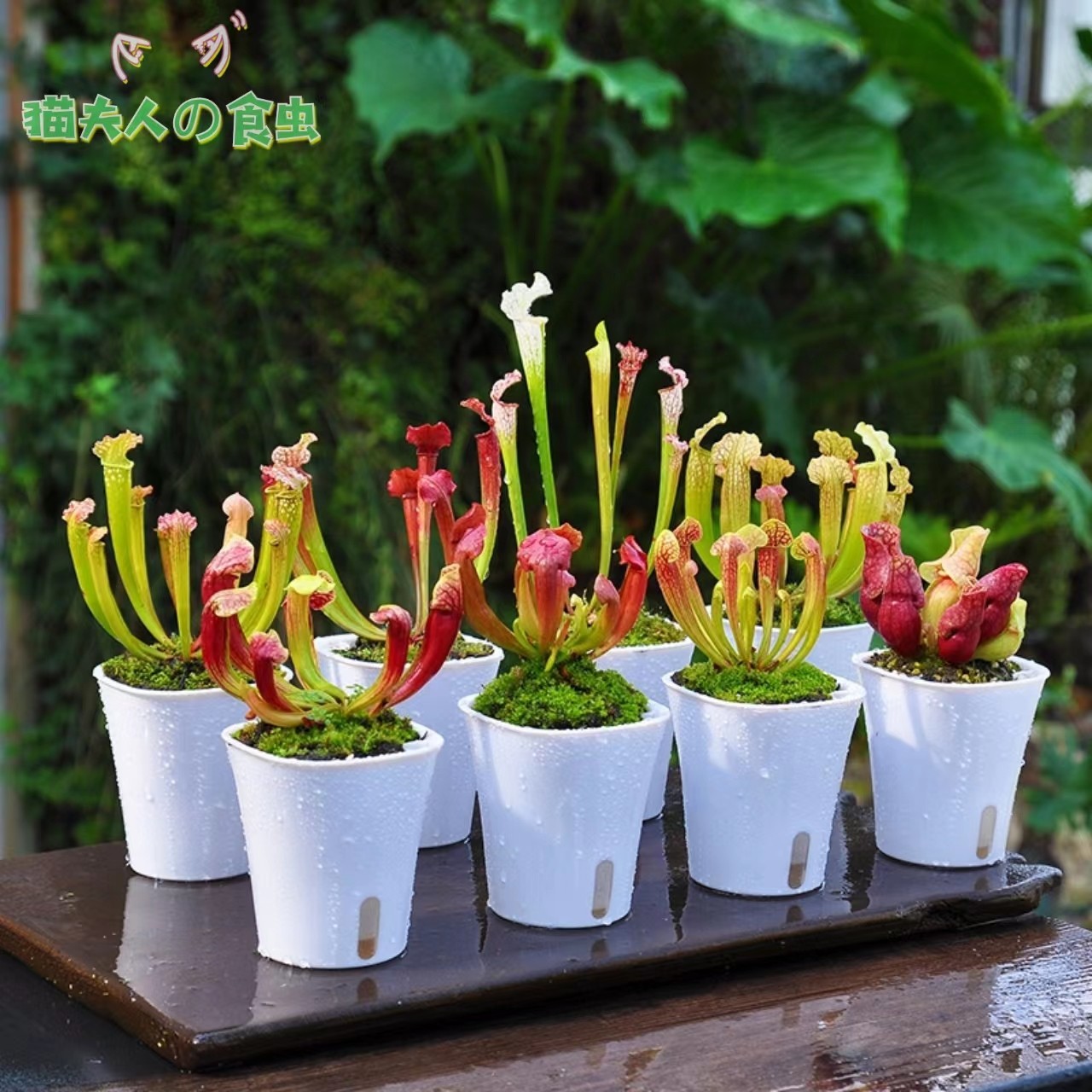 【瓶子草】朱迪斯紫瓶食人花吃虫子苍蝇食虫植物奇趣美观绿植盆栽