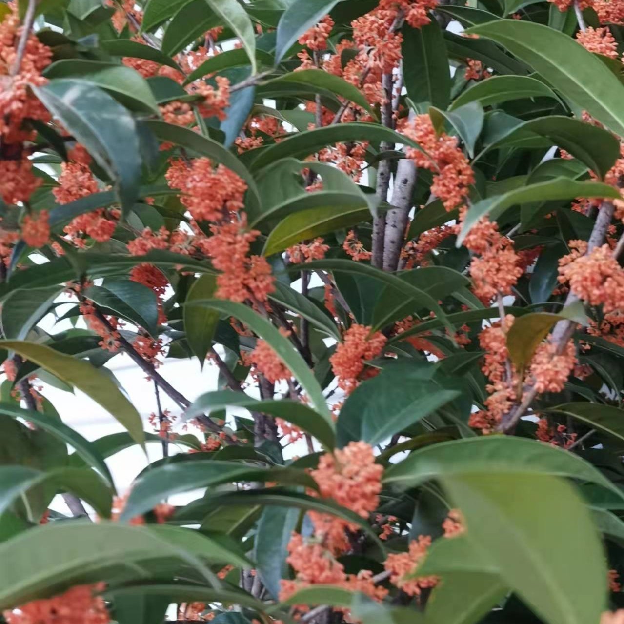 精品桂花树八月金桂庭院绿化苗木丹桂飘香现挖现卖带原土包邮