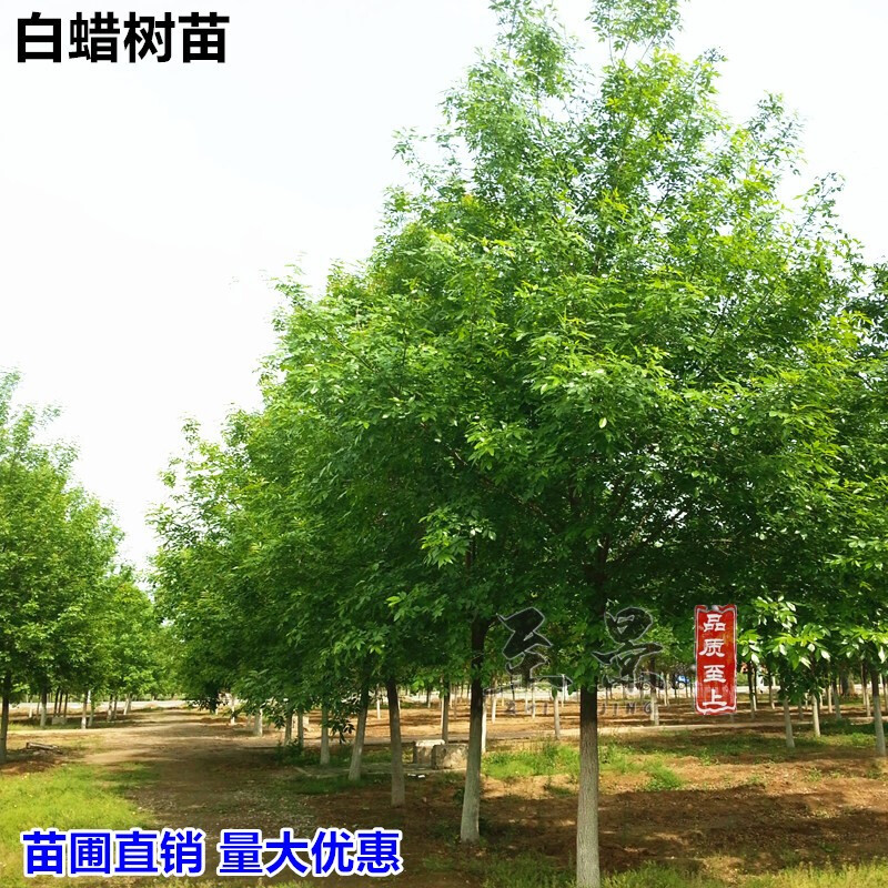 白蜡树苗对节白蜡小苗行道树庭院道路园林景观风景树拆迁占地树苗