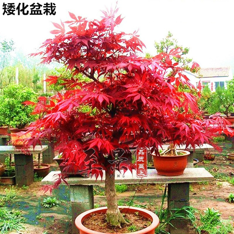盆栽红枫树苗矮化日本红舞姬中国四季庭院景观树植物阳台枫叶耐寒