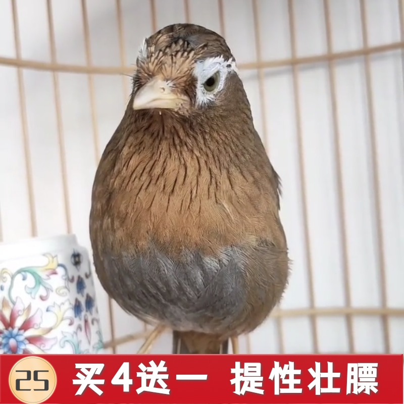 斗鸟世家营养壮膘饲料手工专用混合画眉鸟食饲料画眉鸟食画眉鸟粮