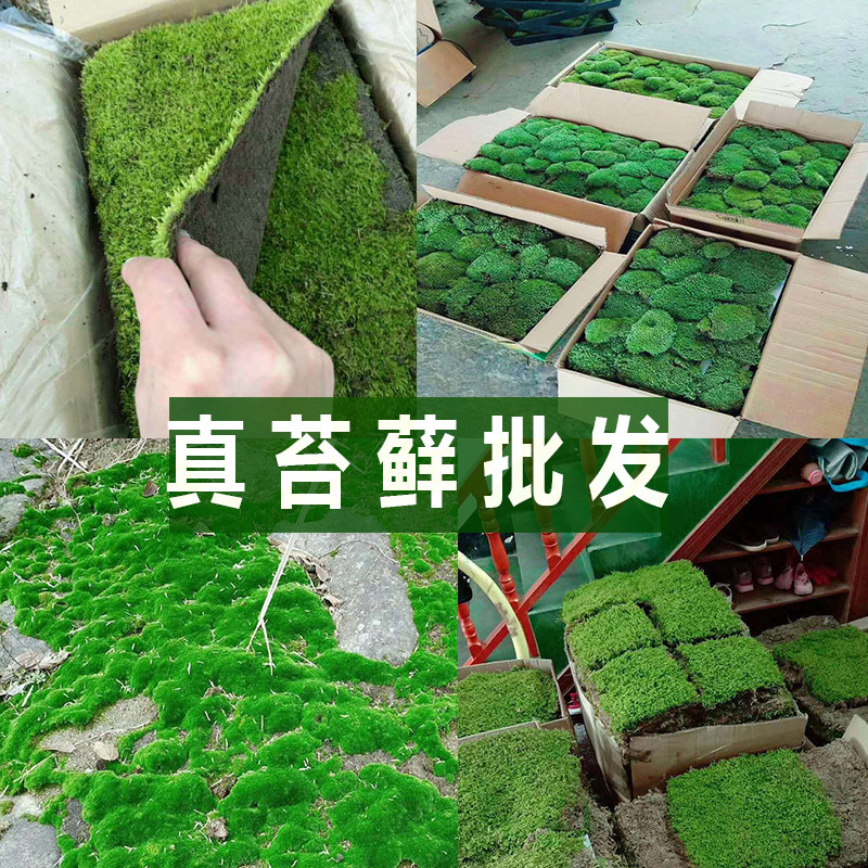 苔藓植物鲜活青苔微景观生态瓶造景白发藓盆景假山装饰苔藓微景观