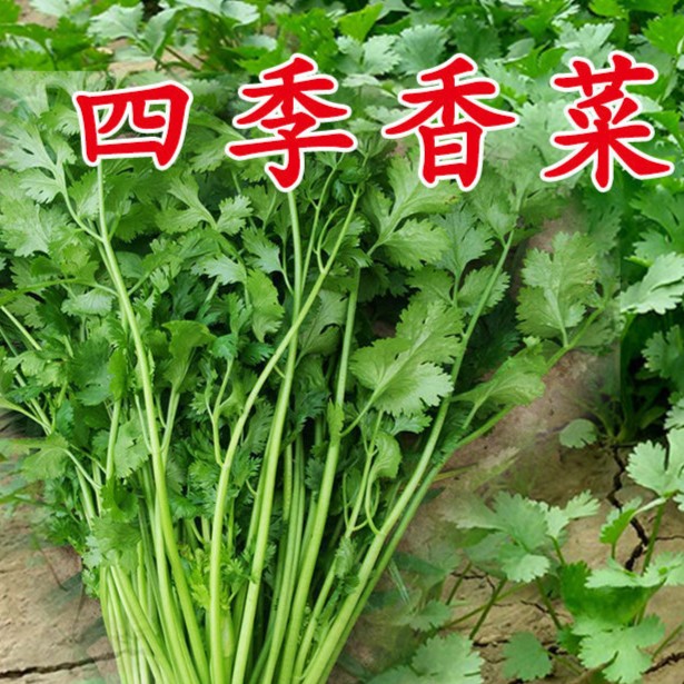 [半斤装]农家大叶香菜种子速生盆栽阳台简单蔬菜香菜种子