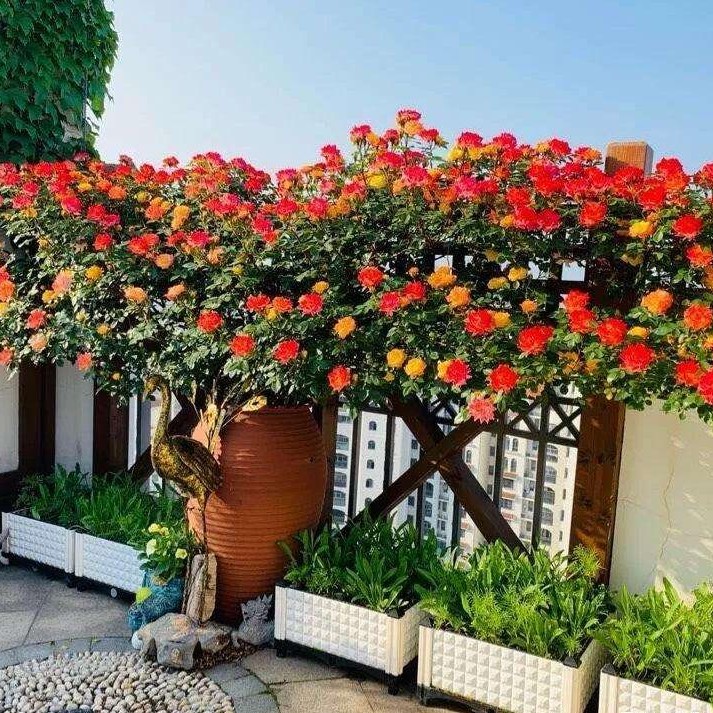 藤彩虹月季爬藤花卉拱门栏杆阳台花月季藤本花苗多季月季花直播