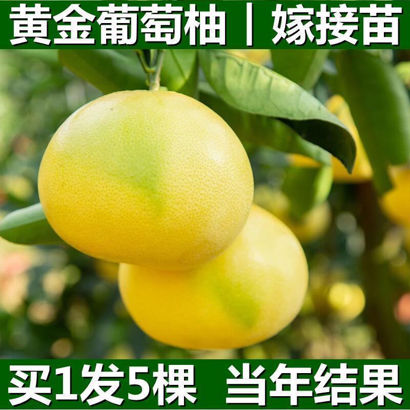葡萄柚树苗嫁接无籽黄金葡萄柚子树苗新品种蜜柚盆栽地栽当年结果