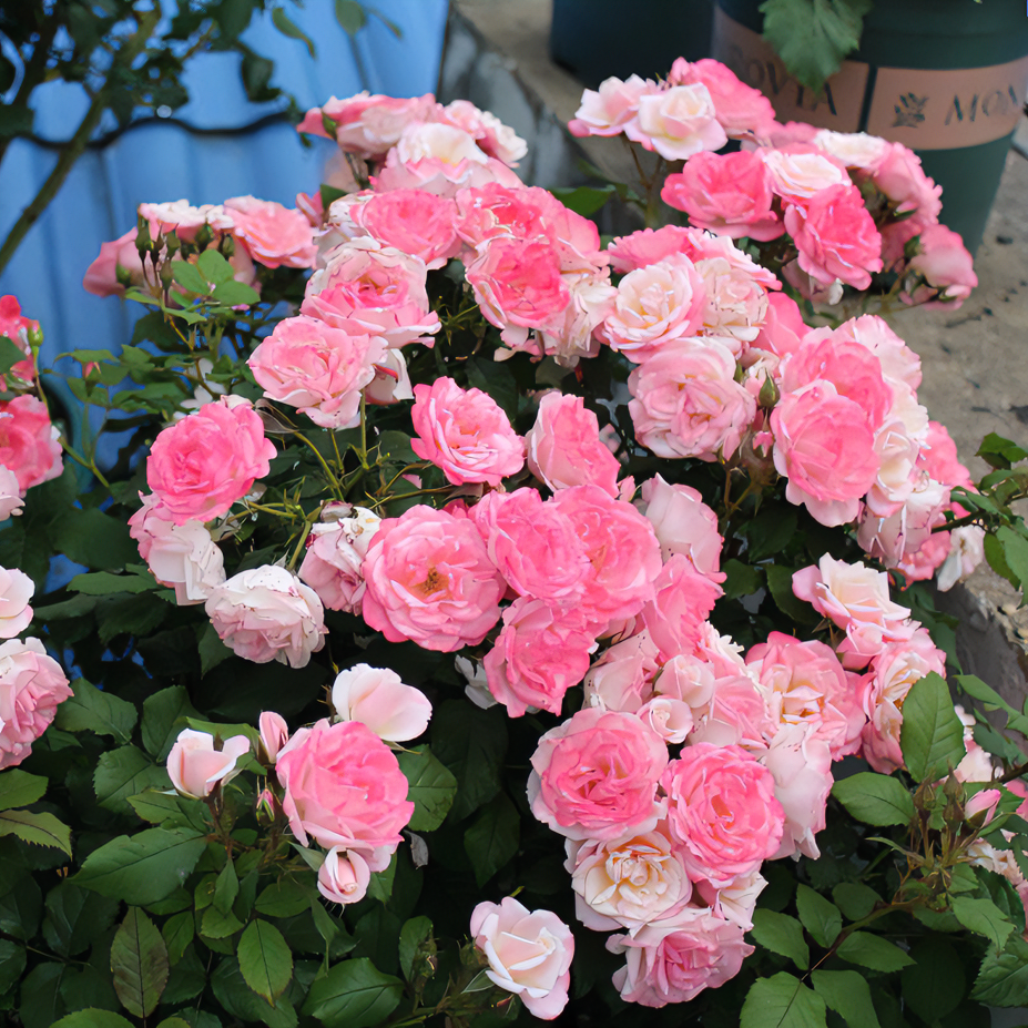 樱霞月季花攀援植物多季开花阳台盆栽庭院藤本粉色花卉月季花直播