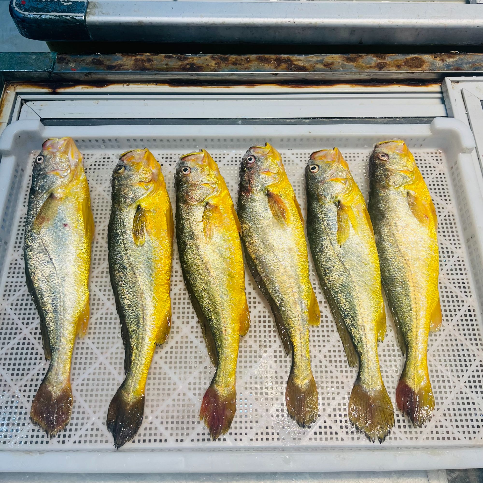 宁德正宗深海大黄鱼，次日达（全国大部分城市）冰鲜顺丰冷链到家
