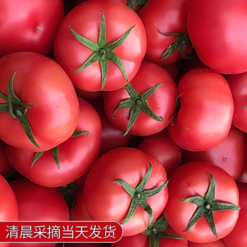 【顺丰】陕西老品种西红柿沙瓤3/5斤生吃新鲜蔬菜番茄老品种汁水多