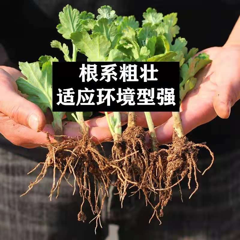 大花重瓣菊花盆栽四季开花庭院耐寒植物室内室外花卉耐热观花绿植