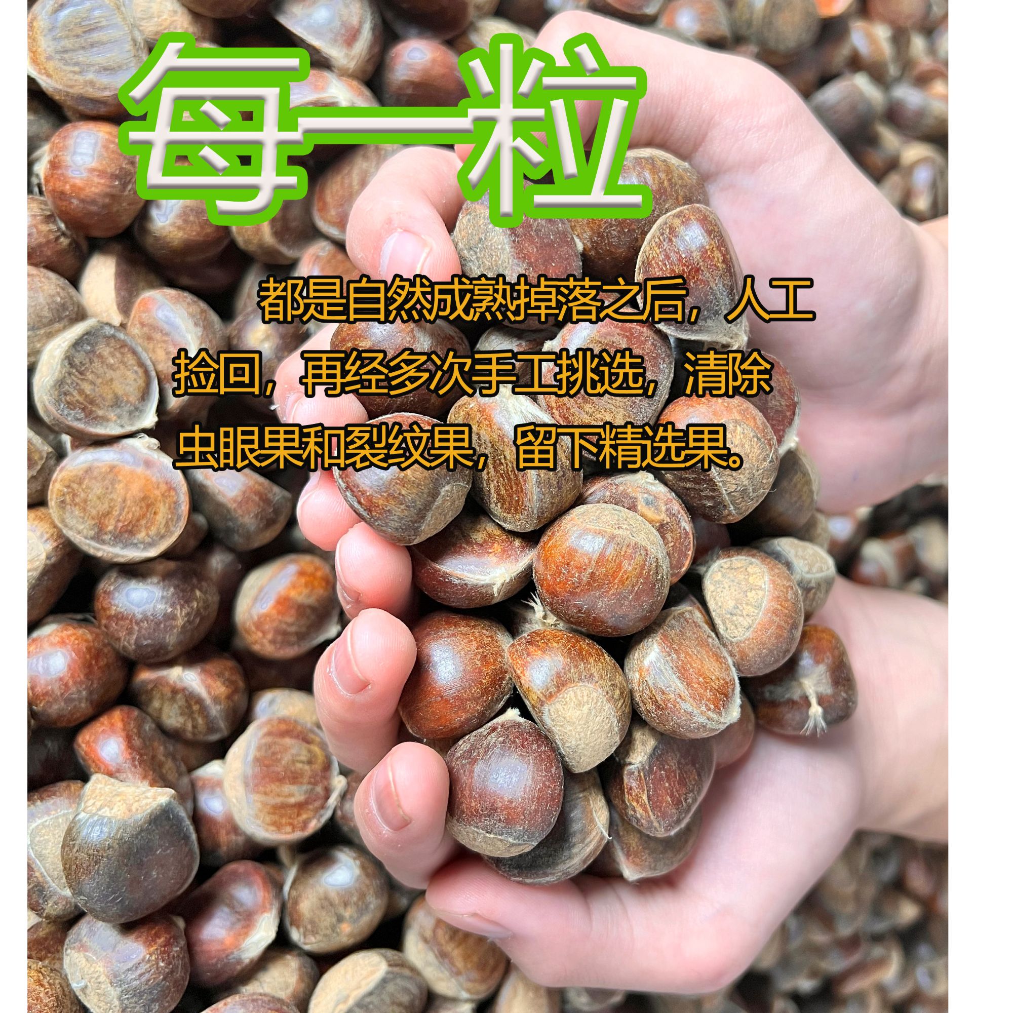 2025新鲜神农架深山小毛栗3斤/5斤装小毛栗子生吃清脆煮熟香糯