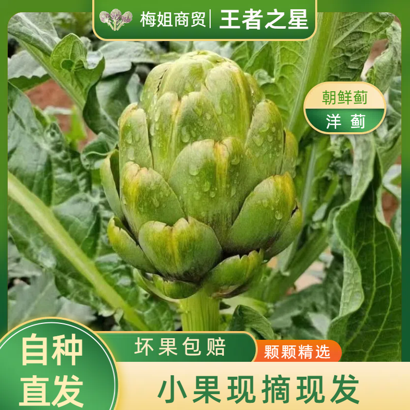 【小果王者之星】云南特产新鲜洋蓟朝鲜蓟食材营养网红蔬菜现摘现发