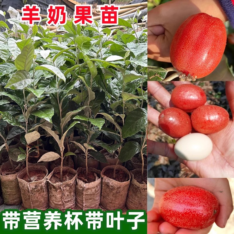 羊奶果树苗特大果形德甜二号胡颓子羊奶果苗盆地栽当年结果