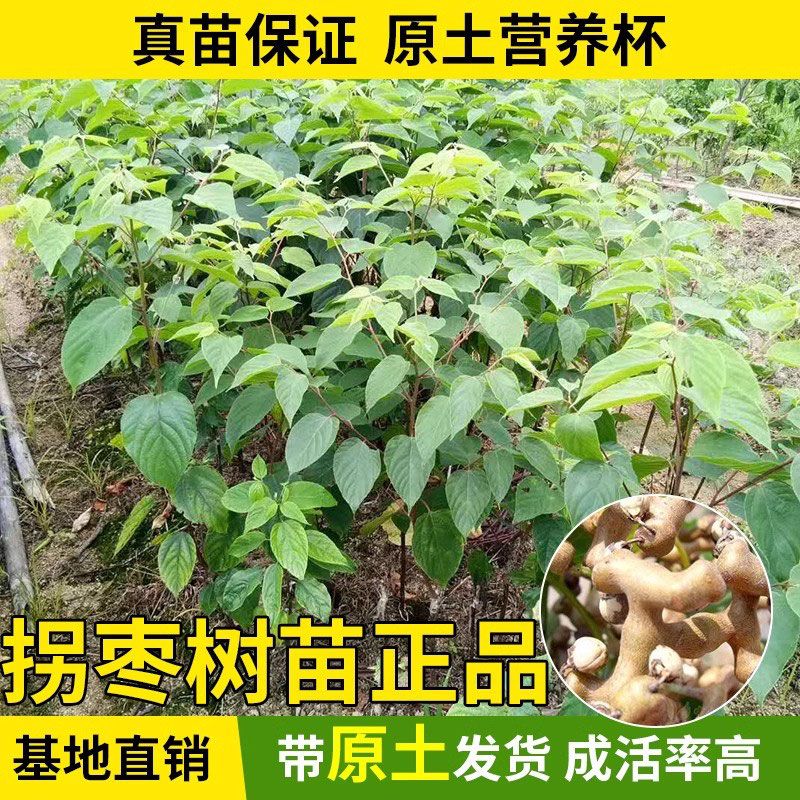 拐枣树苗嫁接万寿果鸡爪连金钩梨果树苗南方北方盆栽地栽种植当年