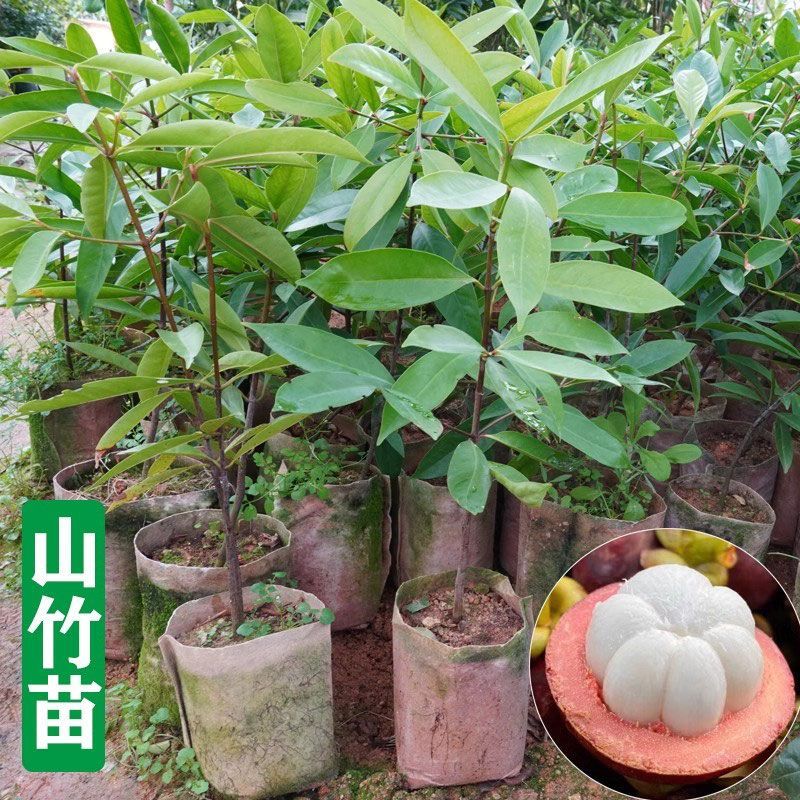 山竹树苗无籽山竹果树苗黄金山竹苗岭南带土带叶南方北方种植盆栽