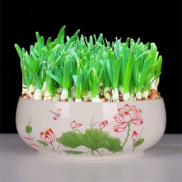 水仙花种球室内好养水培水养漳州水仙盆栽四季开花花卉植物洋水仙