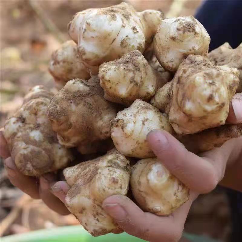 2025现挖新鲜洋姜鬼子姜菊芋头脆甜不辣农家咸菜腌制酱菜山药姜