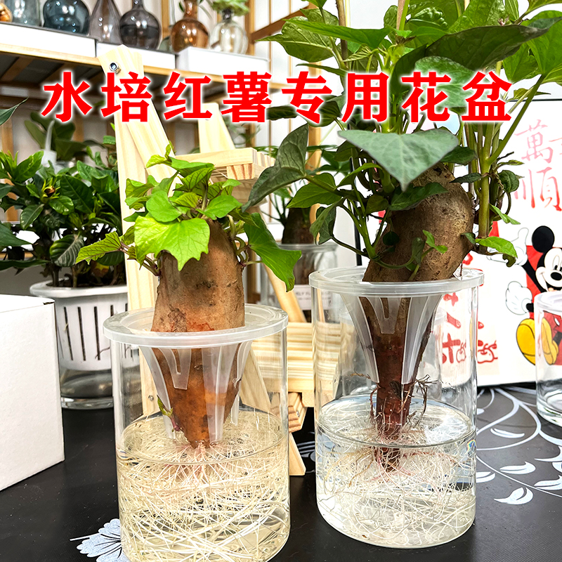 水培红薯专用器皿玻璃地瓜山芋水养透明桌面固定定植篮支撑花卉