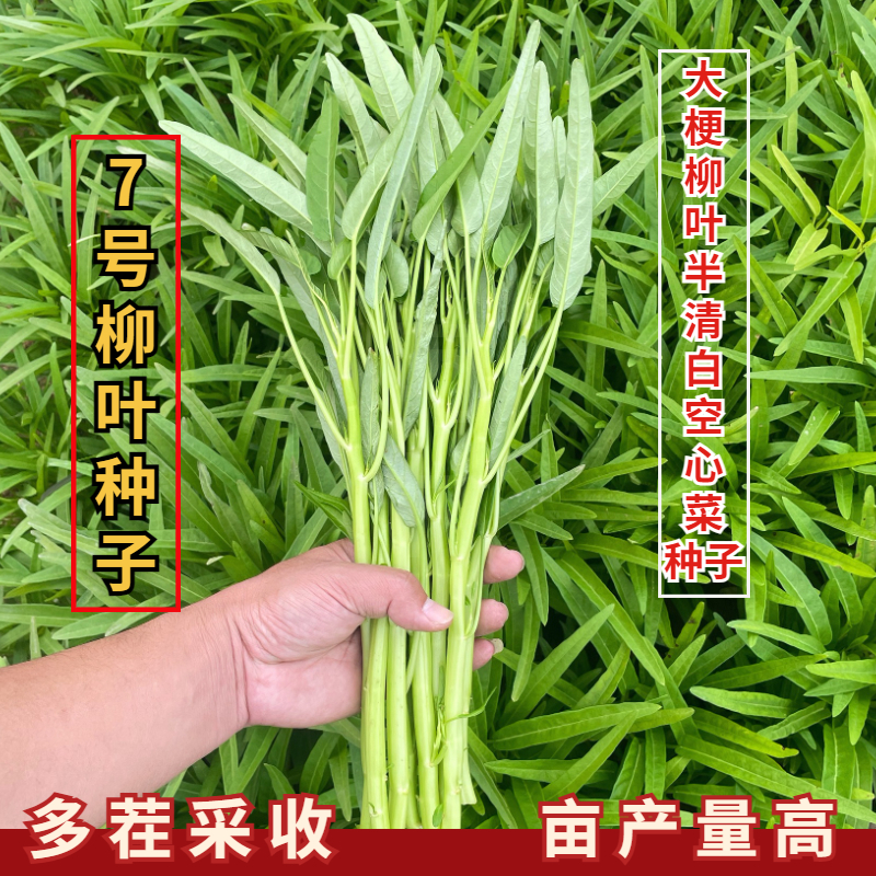 大梗柳叶半清白空心菜种子阳台盆栽通菜种籽四季种植蔬菜青菜种子