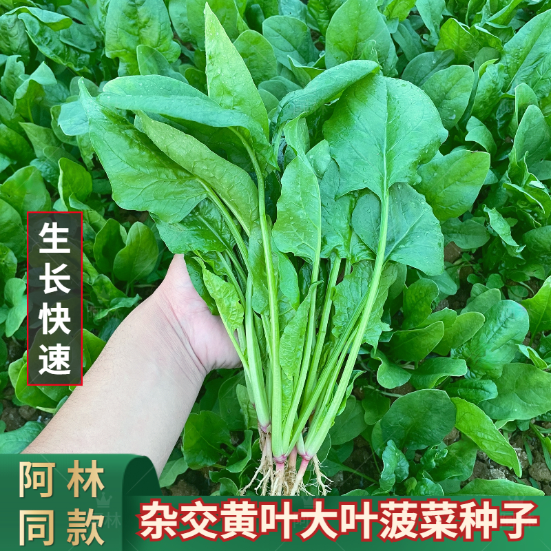 杂交菠菜种子黄圆大叶菠菜籽高产耐热抗病四季青菜蔬菜种子大全