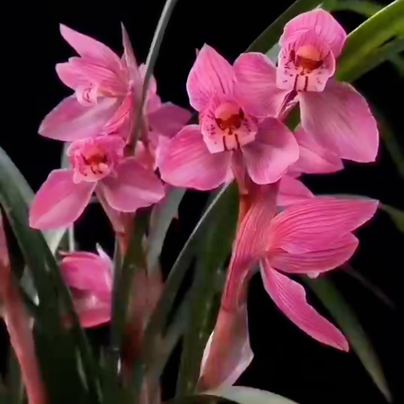 春剑富贵红带花苞开花浓香办公室阳台绿植客厅花卉透气植物兰花苗