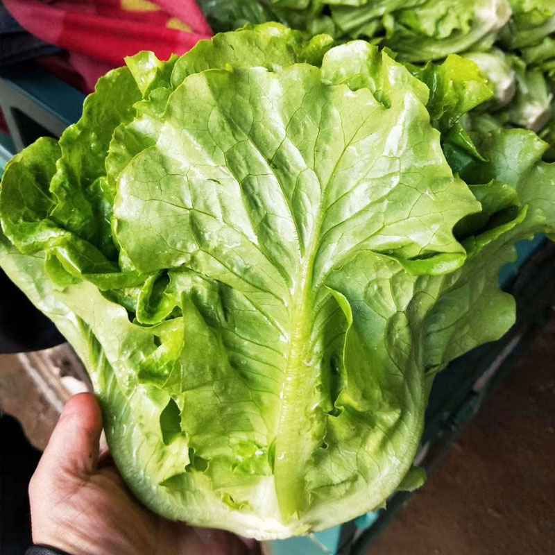 生菜种子大全结球紫生菜意大利生菜罗马生菜种子种大全四季蔬菜