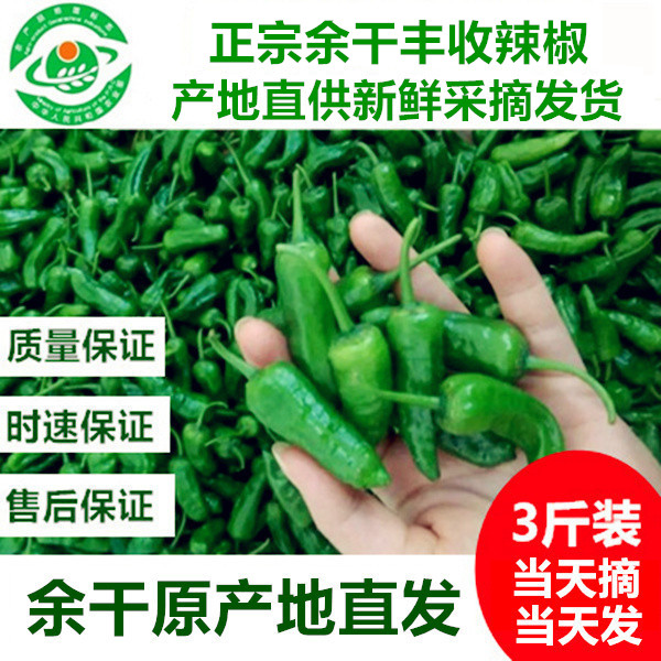 包邮3/4/5斤正宗江西余干丰收辣椒新鲜余干枫树辣椒原产地现摘