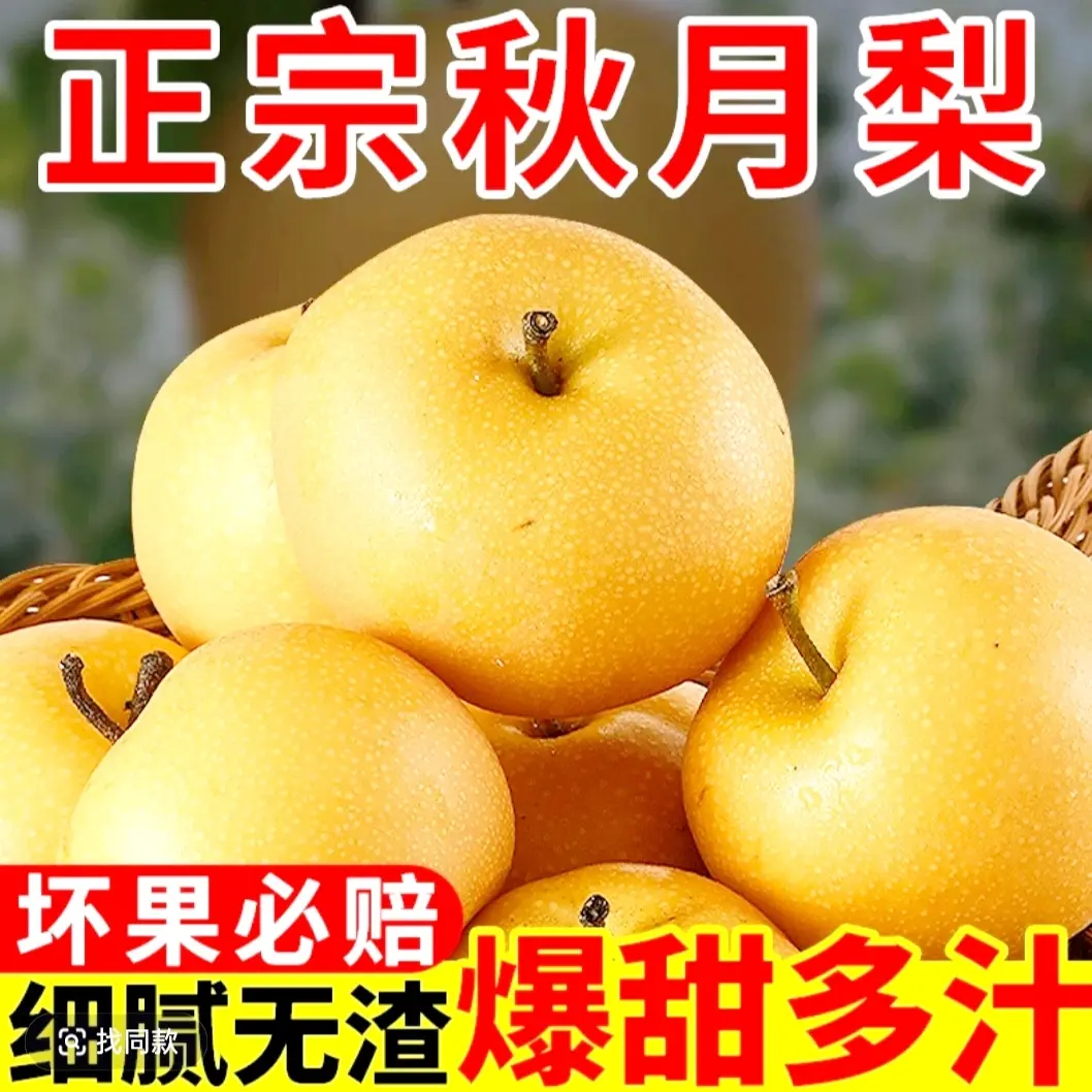 正宗山东秋月梨脆甜多汁应季新鲜水果现摘现发