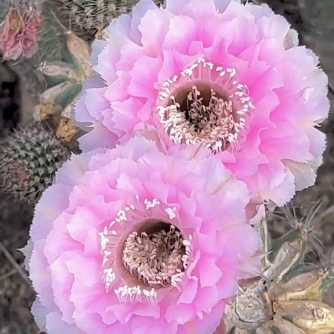 大花重瓣仙人球彩草桃花洛无根侧芽4公分以上